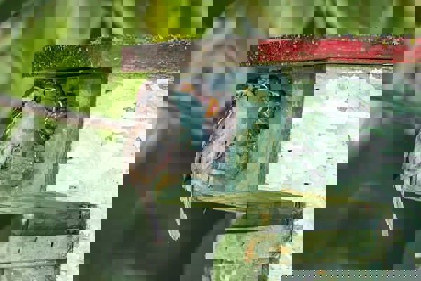 Vogel voert andere vogels in neskast